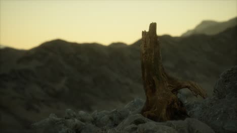 pino muerto en la roca de granito al atardecer