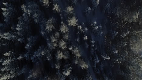 aerial of frost covered conifer trees in dense forest