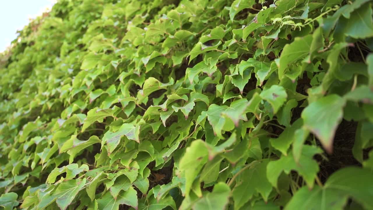 exuberantes hojas de vid que cubren la pared exterior de una casa