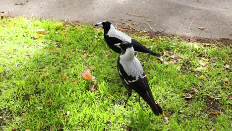 two magpies interacting on grass