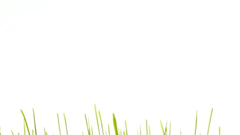 Green-grass-1