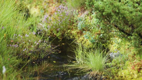 a close-up shot of the small shallow stream flows surrounded by lush vegetation