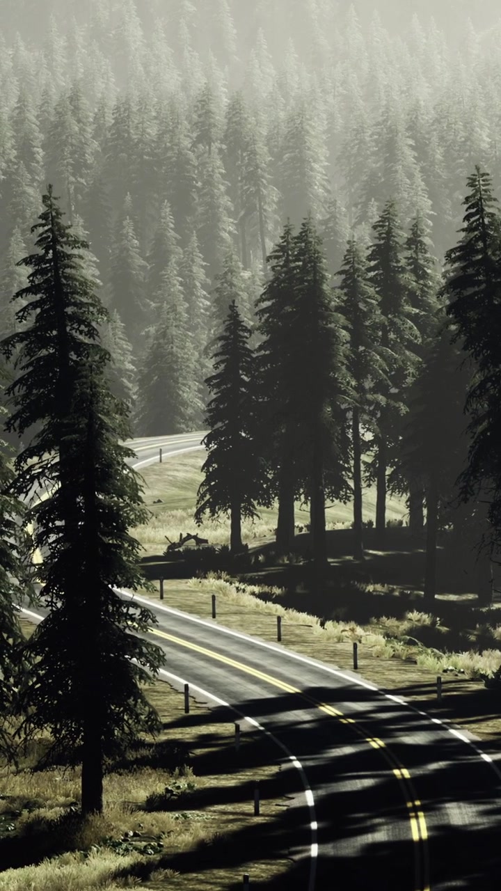 Winding road through green trees on a foggy morning in the forest