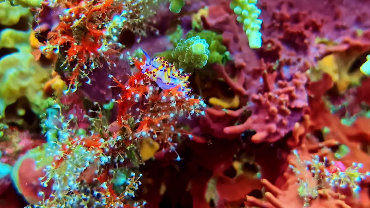 Scatto macro subacqueo di un pesce ago fantasma ornato ben mimetizzato tra vivaci coralli incrostanti. Indonesia.