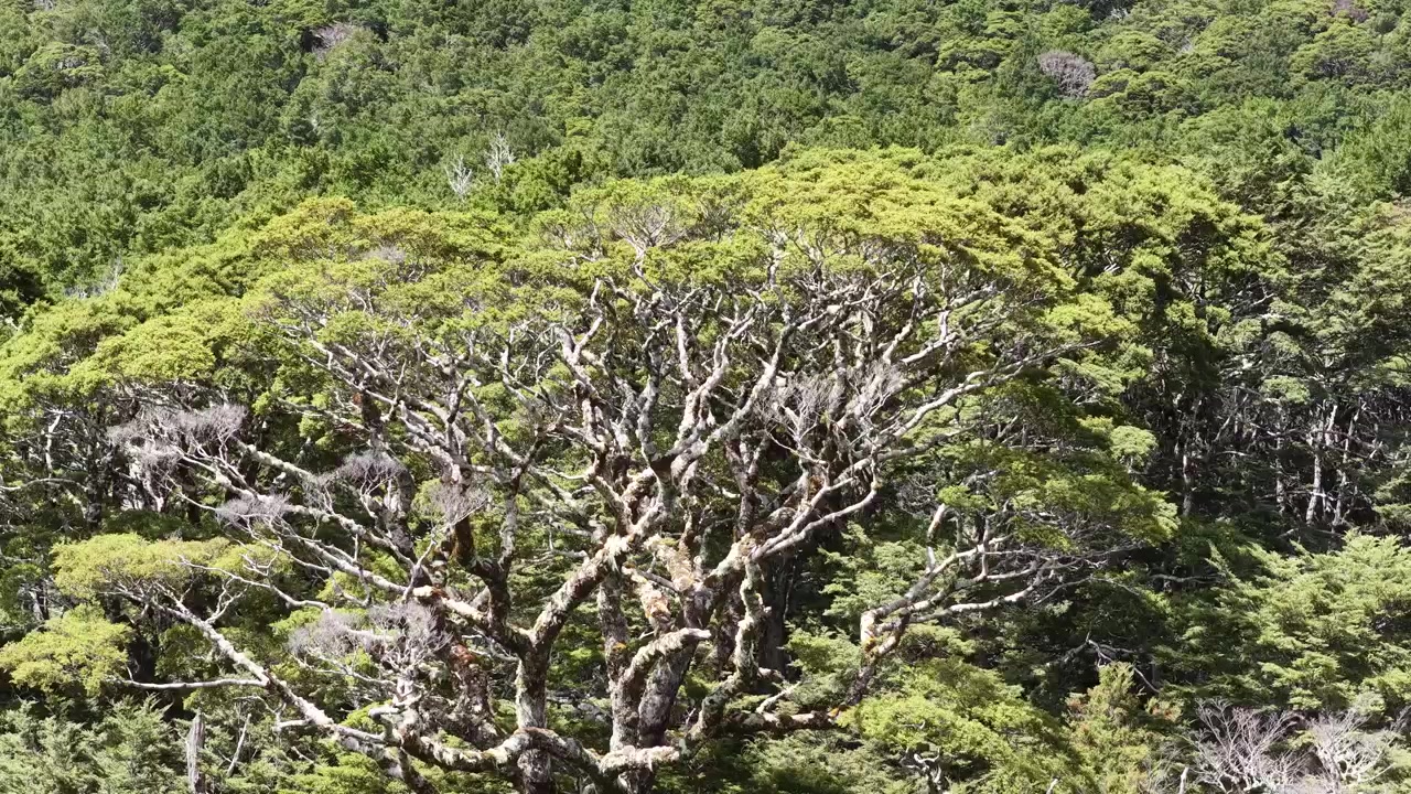Drone aereo che si allontana sopra la fitta chioma della foresta nativa nell'Isola del Sud della Nuova Zelanda, natura panoramica e selvaggia.