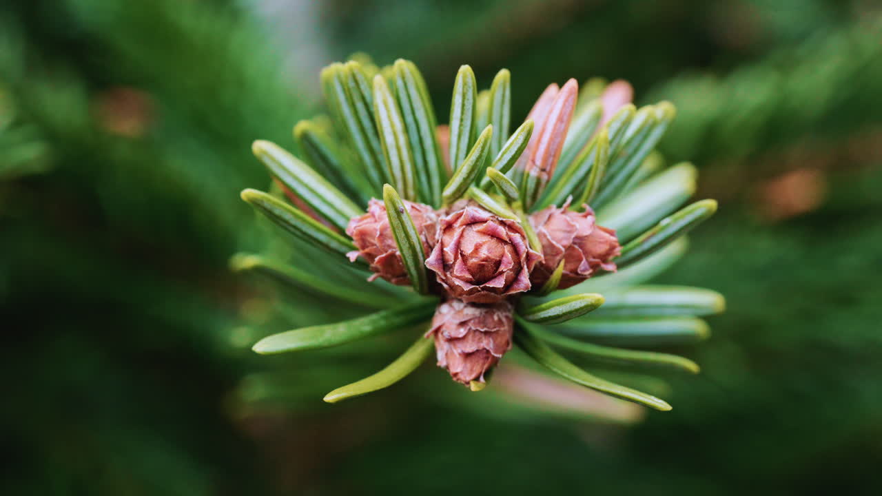 Close up of of a fir tree branch showing green needles radiating from a central brown bud