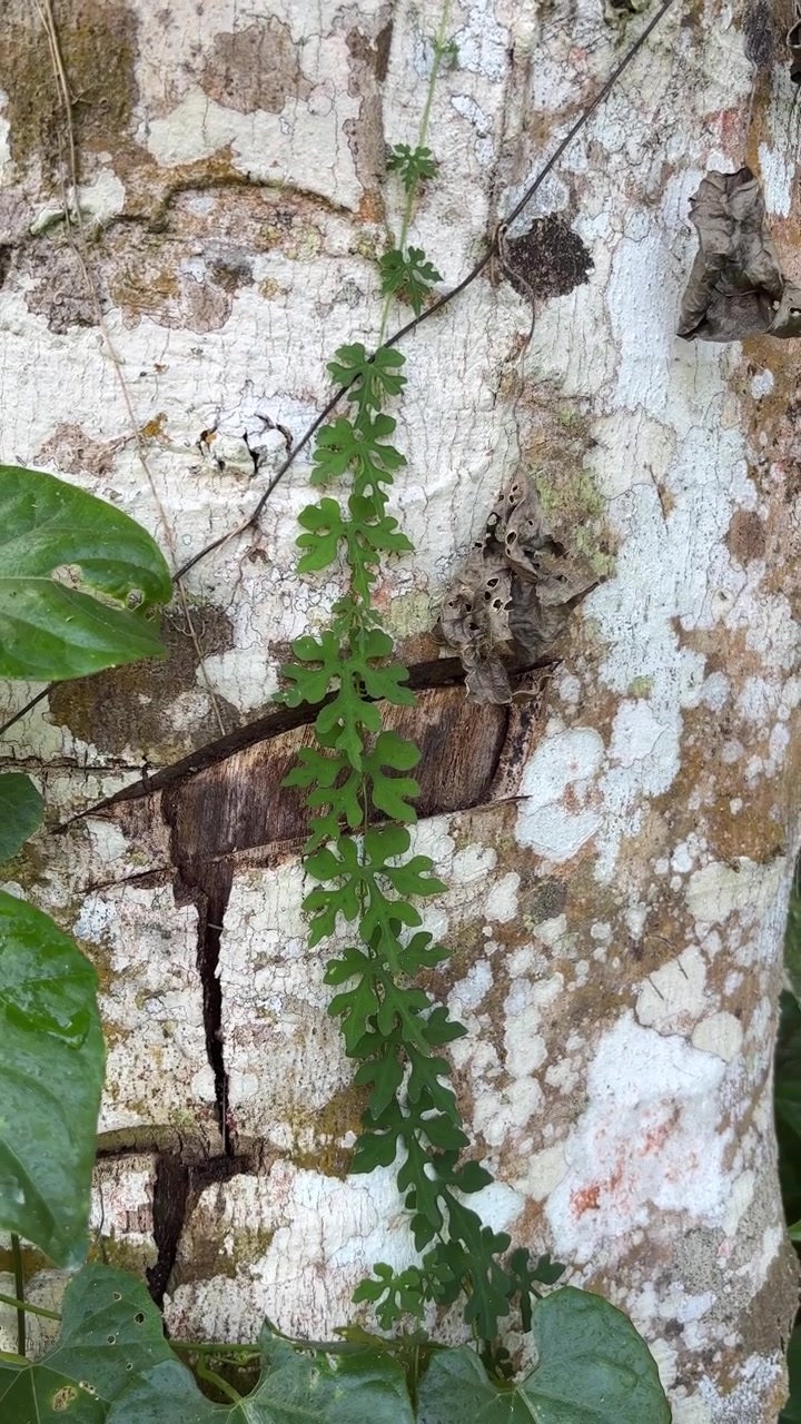 Vite Verde che Cresce su un Tronco d'Albero dalla Trama Marcata