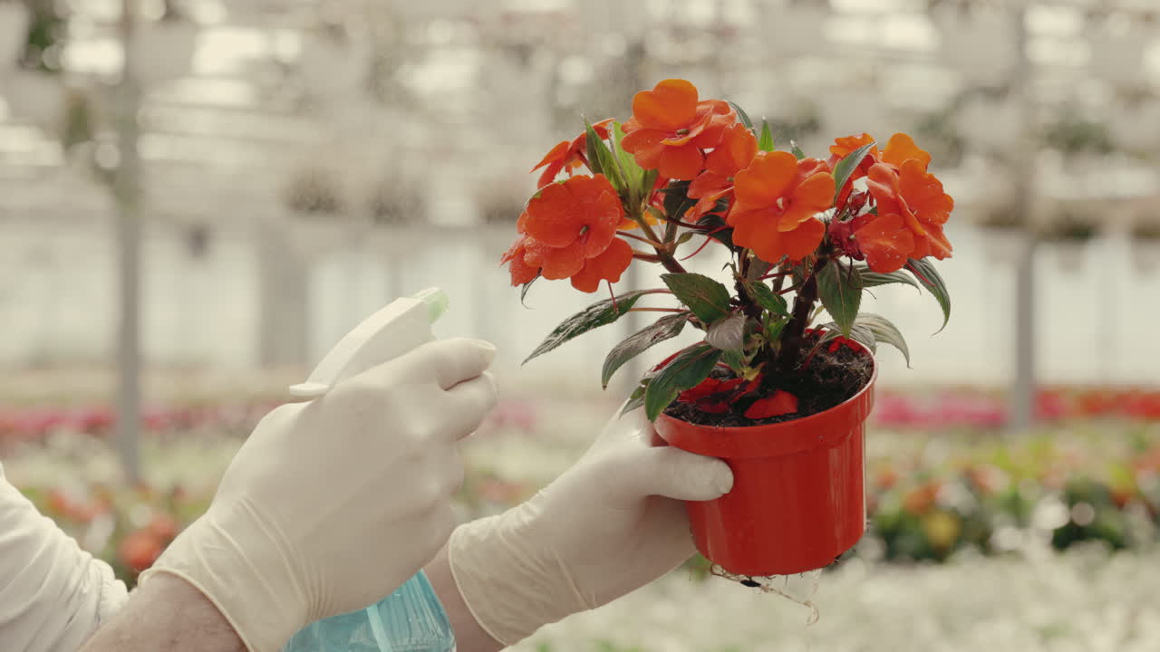 Gardener watering an orange potted plant in a greenhouse