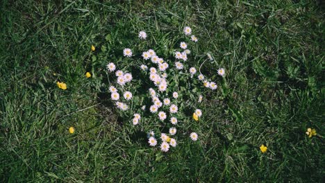 Daisy-Flowers-in-Grass-on-Sunny-Windy-Day,-Handheld