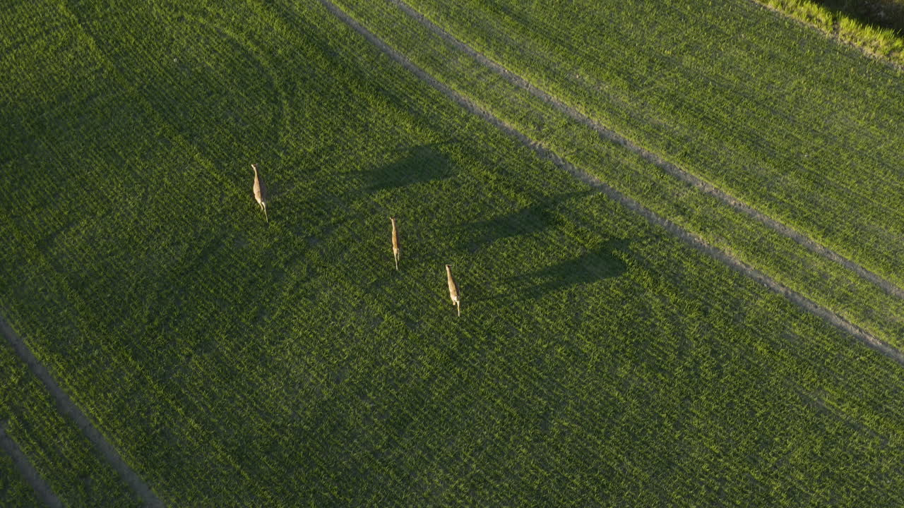 공중 기울임, 사슴 떼가 내려다보이는 드론 샷, 녹색 들판 위를 걷고, 핀란드 시골, 황금 시간 동안, 유시마(uusimaa) 포크칼라에서 - rangifer tarandus fennicus