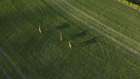 Aerial-tilt-up,-drone-shot-overlooking-a-herd-of-deer,-walking-on-a-green-field,-on-the-countryside-of-Finland,-during-golden-hour,-in-Porkkala,-Uusimaa---Rangifer-tarandus-fennicus