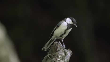 Close-Up-Of-Male-Oriental-Tit---Japanese-Tit-Isolated-On-Blurry-Background-In-Saitama,-Japan