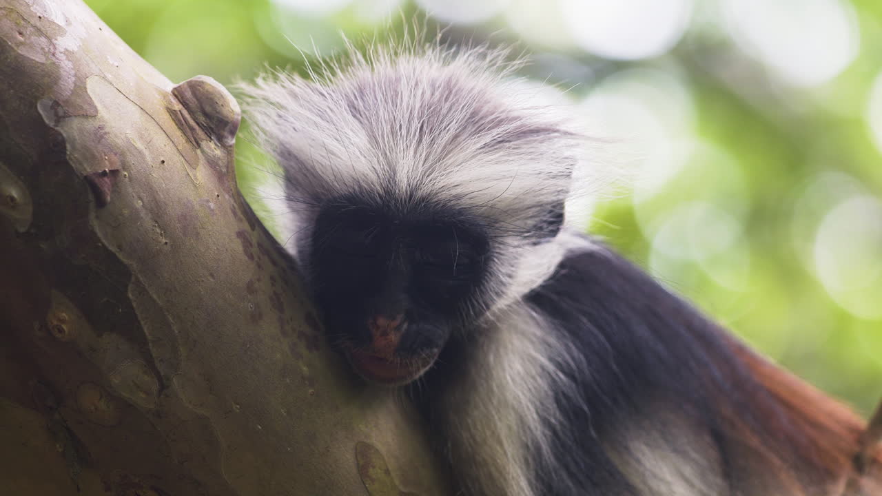 primer plano de mono colobo rojo de zanzíbar durmiendo en la rama de un árbol