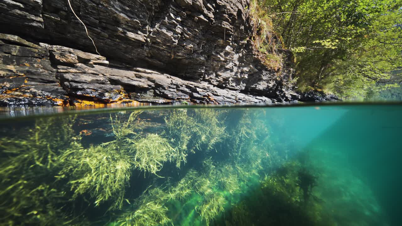 A split view of Geiranger Fjord's rocky shoreline, with clear waters revealing vibrant underwater vegetation. Seaweed and kelp sway lightly in the water.
