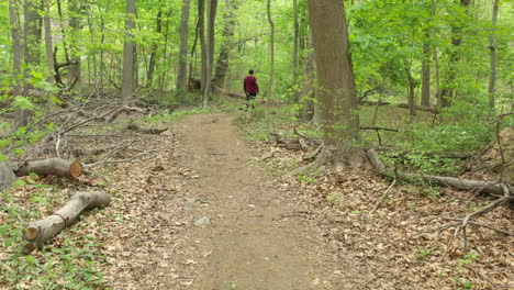 a low angle shot along a nature trail, surrounded by green trees on a sunny day