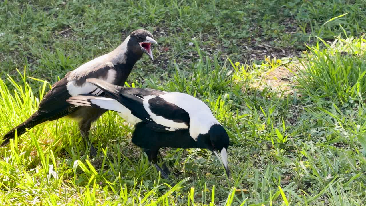 Adult Australian magpie feeds hungry juvenile on grassy ground in bright natural daylight, slow motion