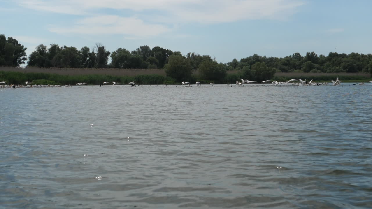 물 위를 나는 들새