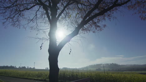 photo en contre-plongée d'un seul arbre se découpant sur le soleil