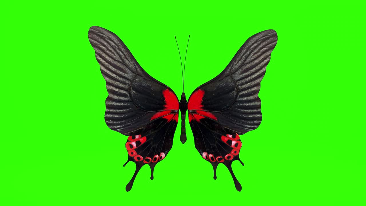 이국적인 나비 녹색 스크린 3d 렌더링 애니메이션