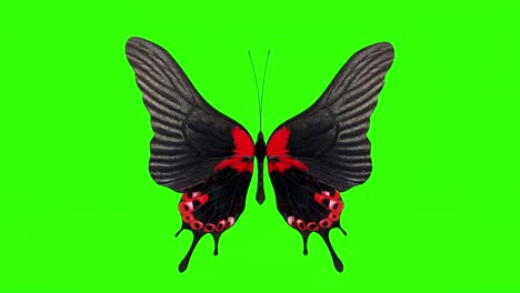 exotic butterfly green screen 3d rendering animation.