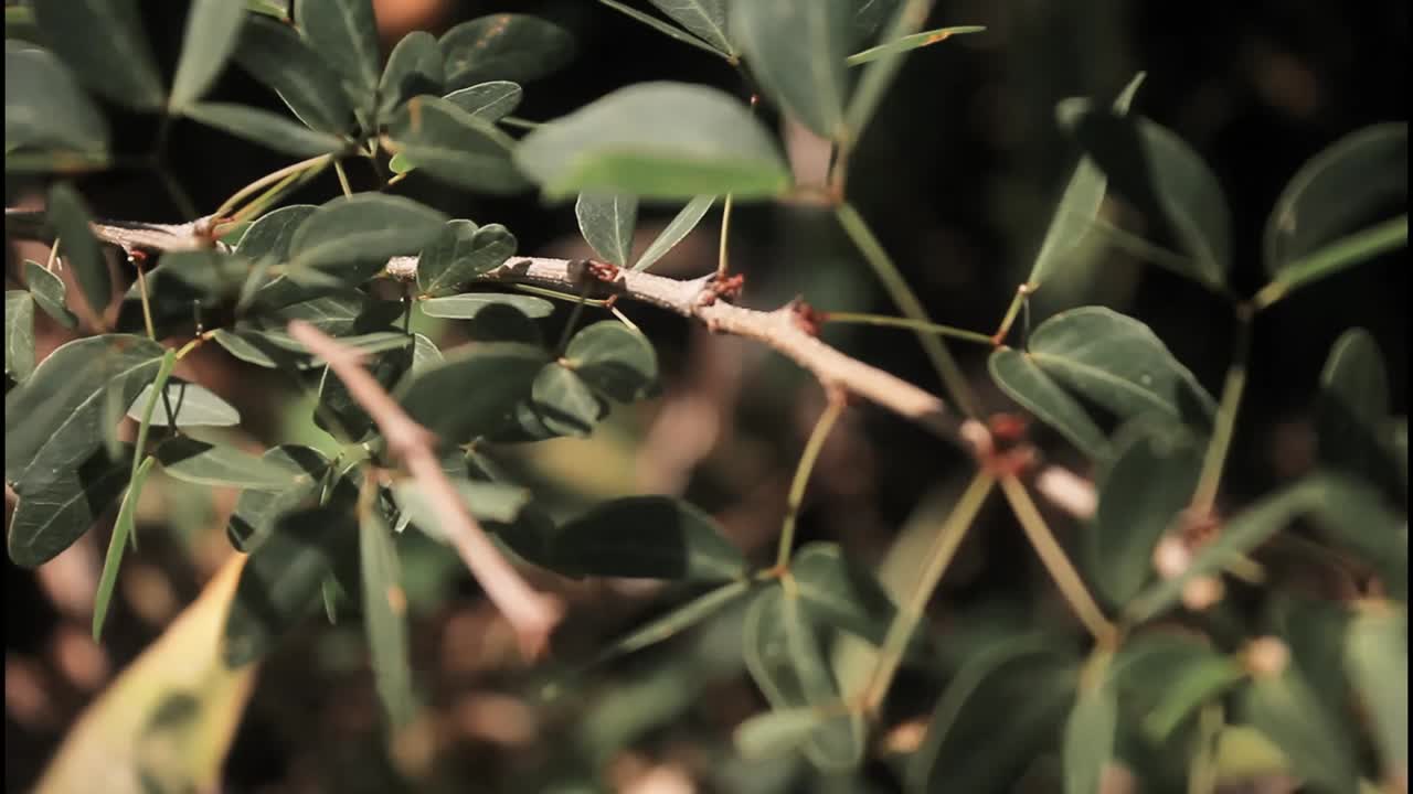 cerca de hojas y ramas verdes
