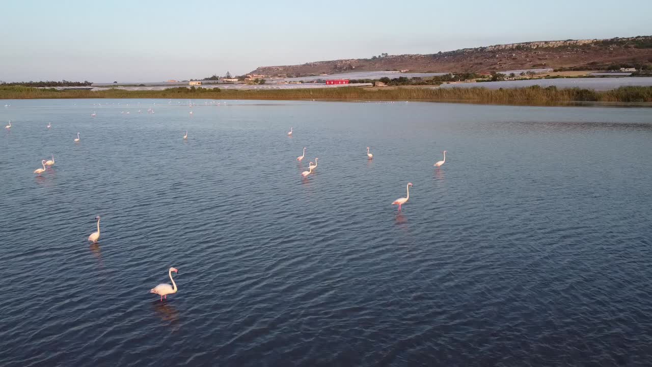 hermosos flamencos rosados en las tranquilas aguas de vendicari, sicilia - antena de cámara lenta