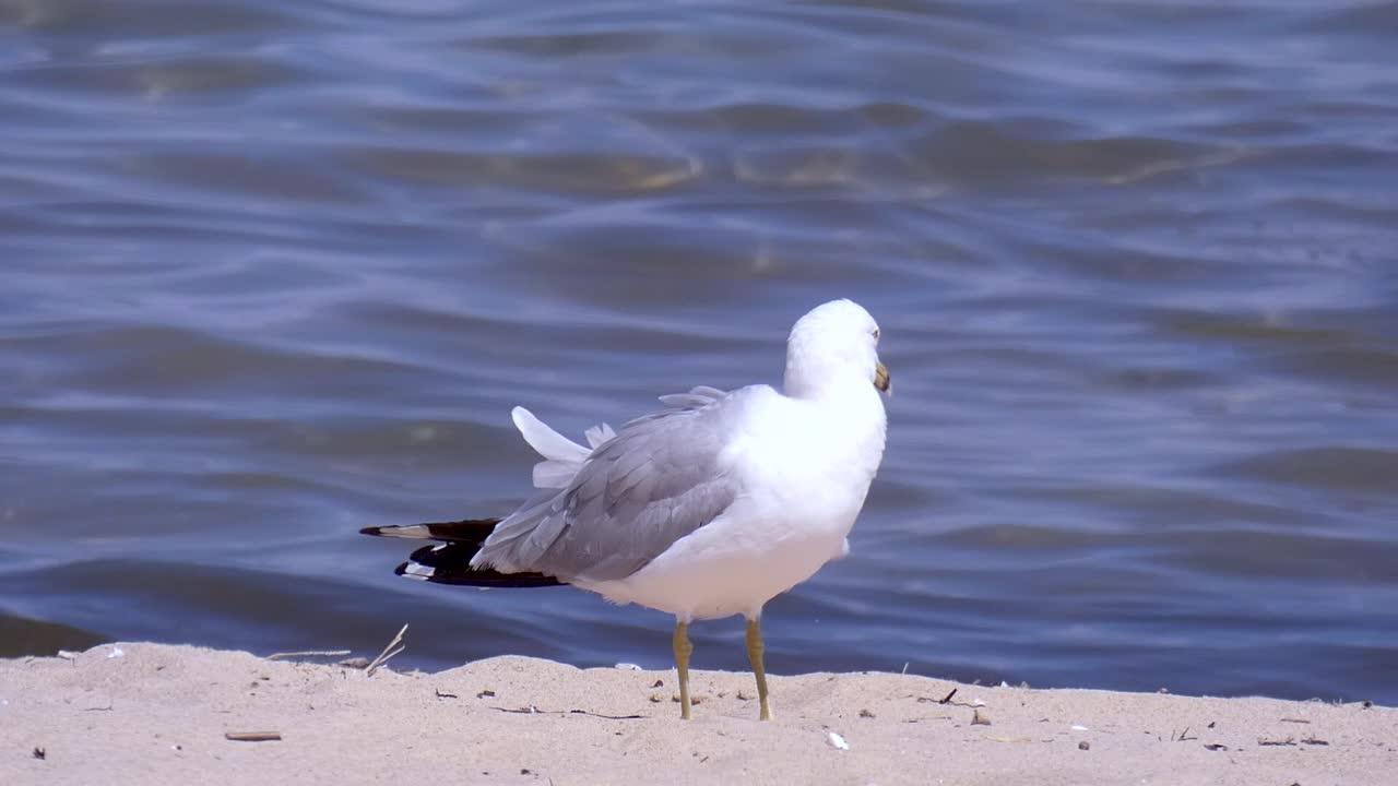 Måge pudser sig ved vandkanten.