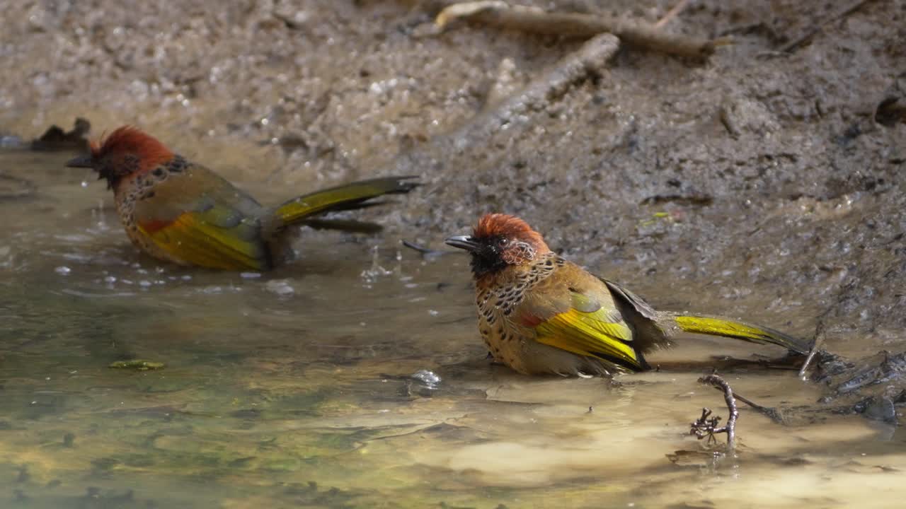 Chestnut-crowned laughingthrush bird playing in water