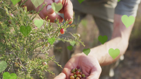 Animation-Von-Herzsymbolen-über-Kaukasischem-Mann-Bei-Der-Gartenarbeit