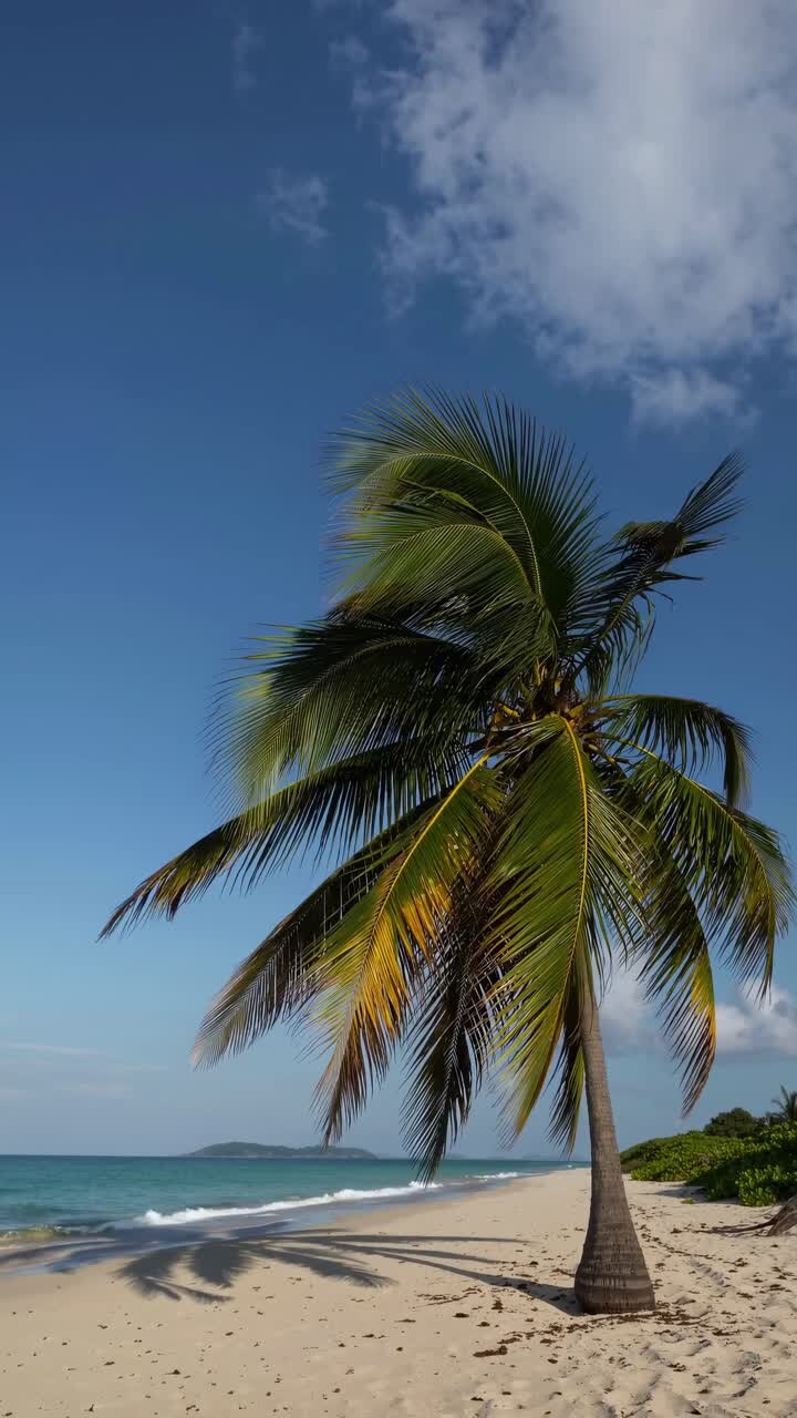 A serene beach scene with a lone palm tree captured from a low angle, ideal for a relaxing video