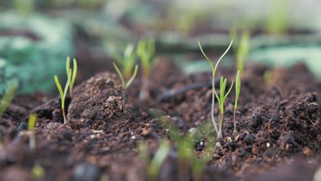 carrots sprouting up from egg carton close up