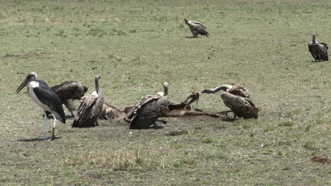 lappet-faced vulture  carcass