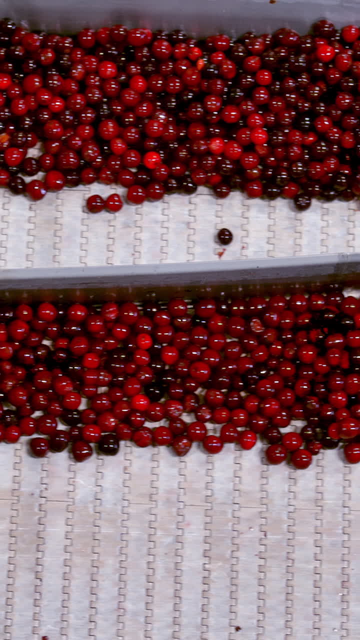 Processing of sorting berry. Cherry in sorting and processing machines Vertical video