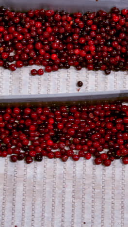 processing of sorting berry. cherry in sorting and processing machines vertical video
