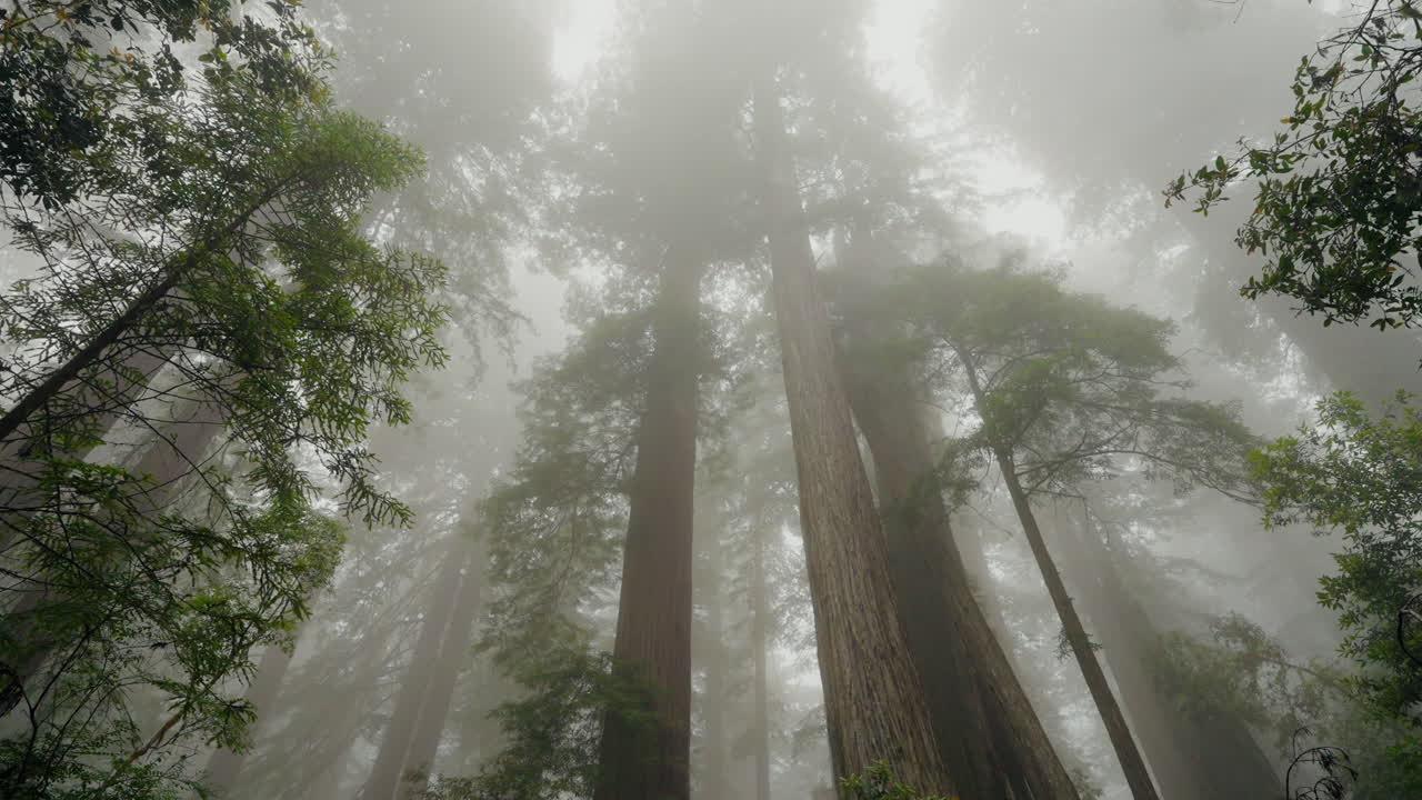 Looking up into the vast forest canopy of the magnificent redwood trees