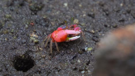 close up shot of a fiddler crab forages on the muddy ground near its burrow in a mangrove forest, sifting through sediment for micronutrients.