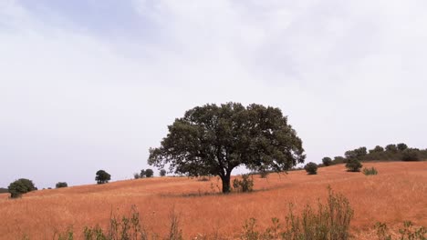 lonely tree in a rural landscape in alentejo, portugal