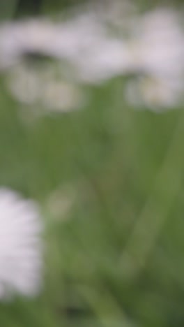 Vertical-Video-Close-Up-Of-Field-With-Daisies-Growing-In-UK-Countryside