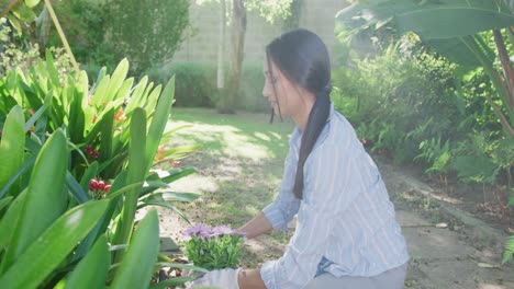 video of biracial woman in sunny garden planting flowers and smiling