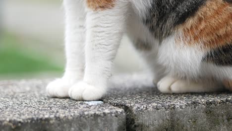 calico cat paws on concrete