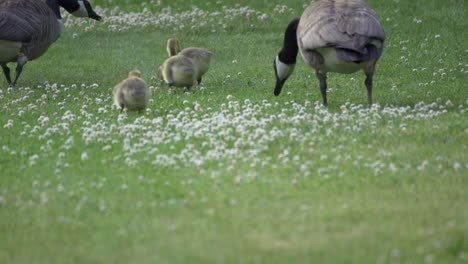 slow motion shot of canada geese walking, baby goslings grazing on green grass