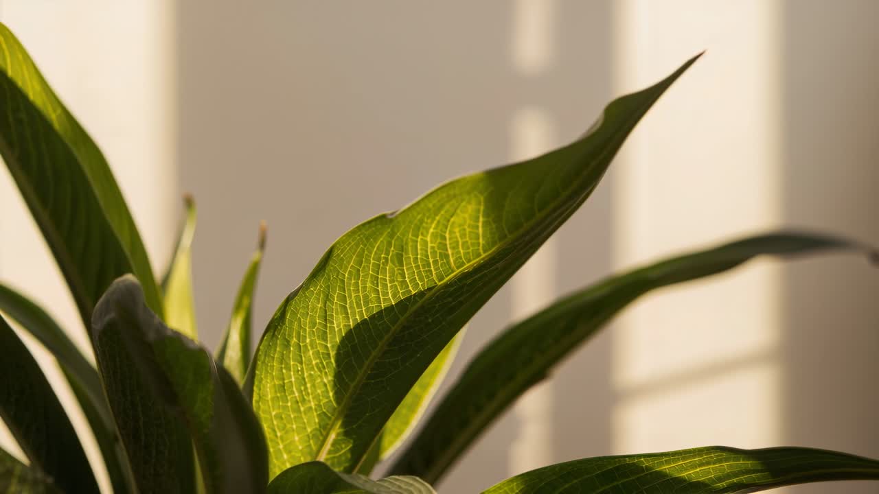 Luce solare cangiante retroillumina una grande foglia verde vicino alla finestra, mostrando le venature e la griglia della persiana in movimento.