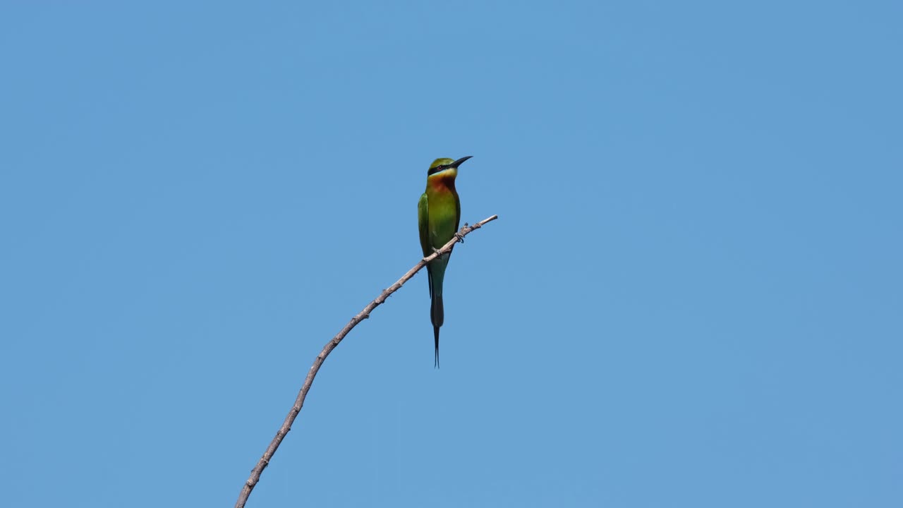 visto en la punta de una ramita buscando abejas para comer volando y el fondo es súper azul, abejaruco de cola azul merops philippinus, tailandia