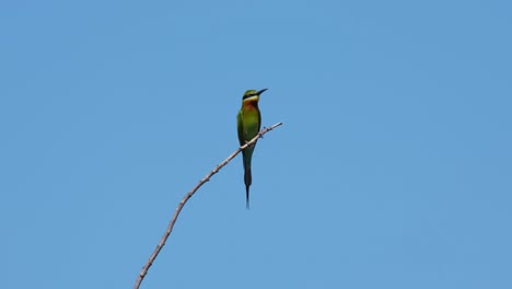 Gesehen-Auf-Der-Spitze-Eines-Zweigs,-Der-Sich-Nach-Ein-Paar-Bienen-Umsieht,-Die-Vorbeifliegen,-Und-Der-Hintergrund-Ist-Ein-Superblauer,-Blauschwänziger-Bienenfresser-Merops-Philippinus,-Thailand