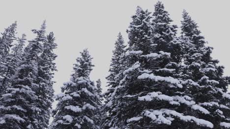 Banff-National-Park,-Forest-in-Winter-Storm,-4K