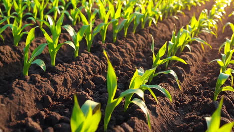 young corn plants growing in a field