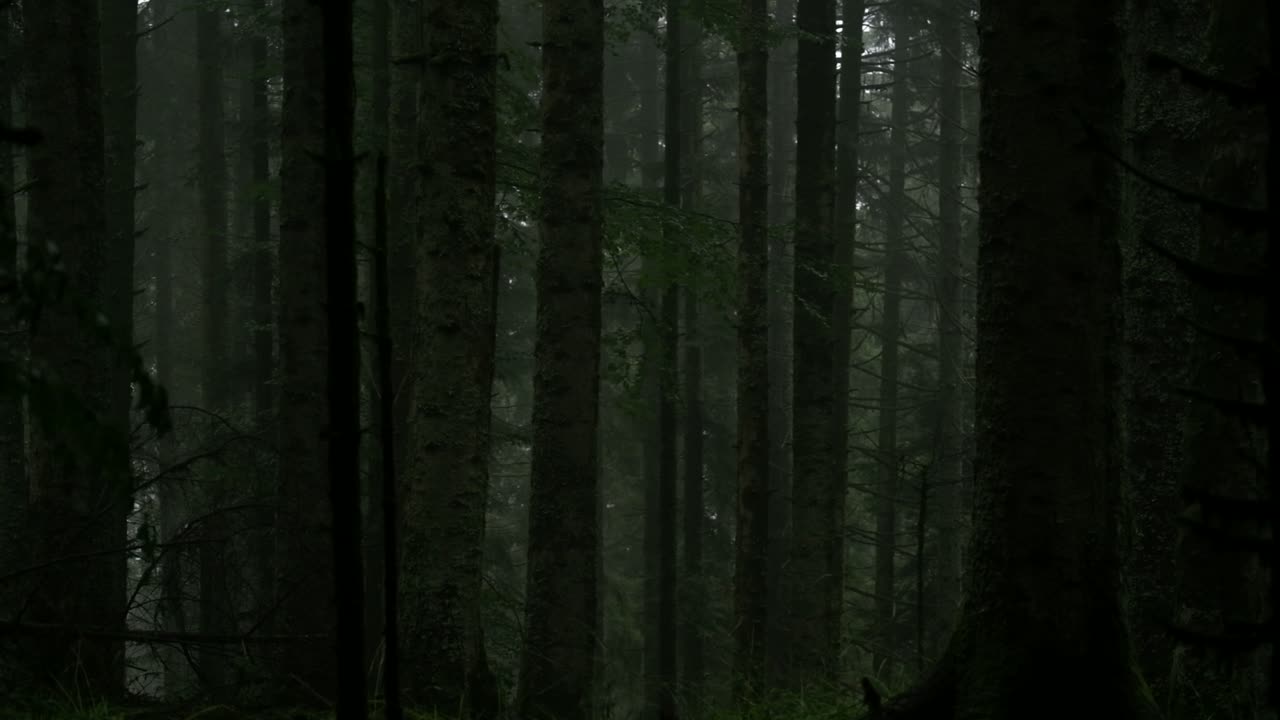Pan move through trees in a shadowy, moss-covered forest in the dim light, evoking a mysterious and untouched atmosphere