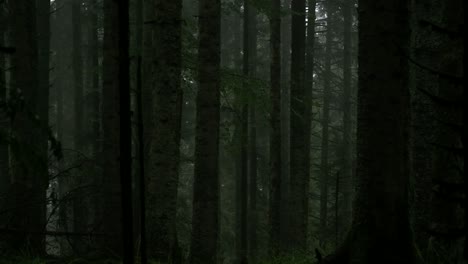 pan move through trees in a shadowy, moss-covered forest in the dim light, evoking a mysterious and untouched atmosphere
