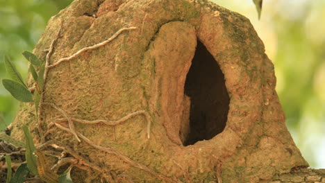 mud house, nest of furnarius rufus, joao de barro, with roots and plants growing around it