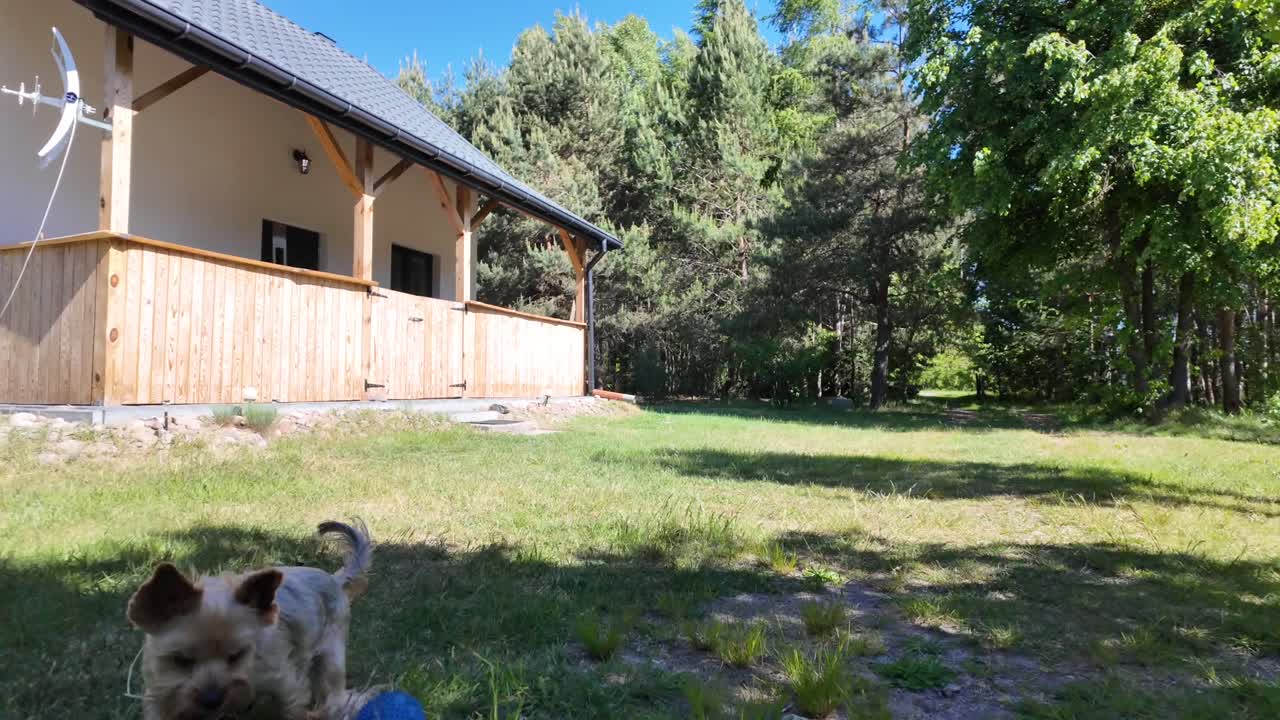 천천히 움직이는 개, 파란 공과 함께 달리고